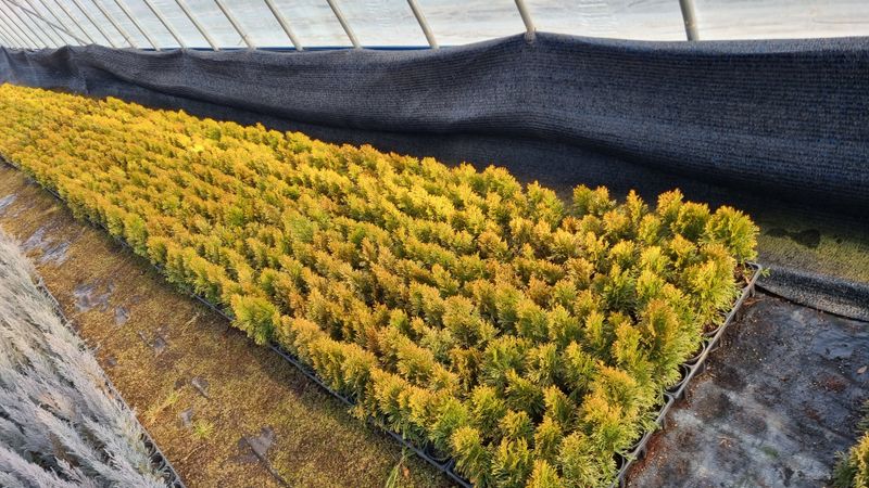 행복한나무농장님의 장터 판매 상품 [인기많은 유럽침엽수 묘목 생산농가 주문받습니다] 첨부 사진