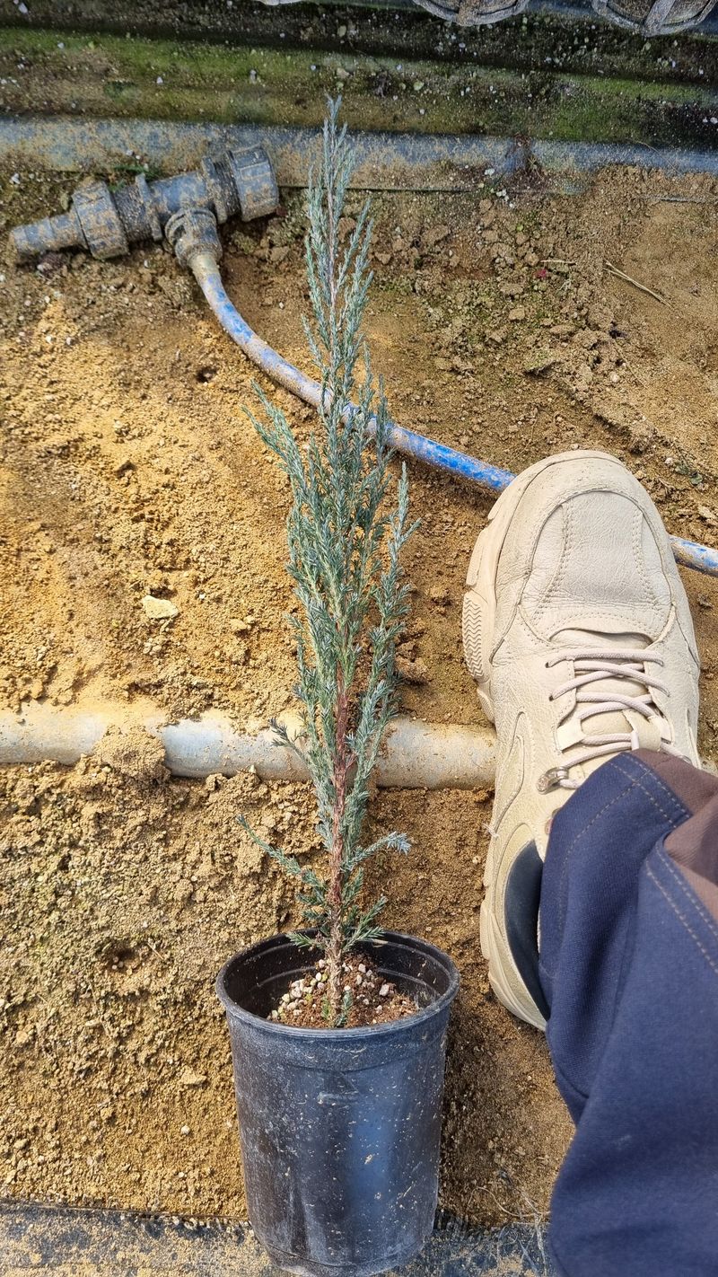 행복한나무농장님의 장터 판매 상품 [인기많은 유럽침엽수 묘목 생산농가 주문받습니다] 첨부 사진