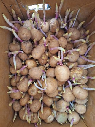 레인보우가든님의 2025 풍년들게 하소서! · 참여글 작성글 사진