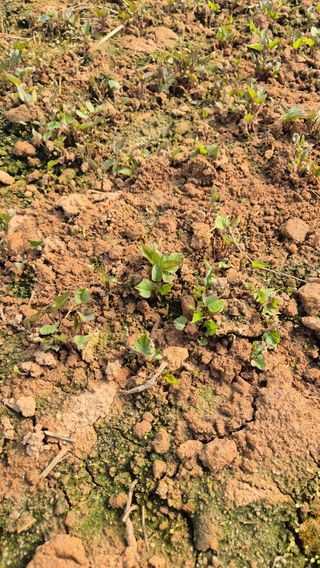 김동수님의 고구마 · 자유게시판 작성글 사진