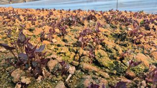 김동수님의 고구마 · 자유게시판 작성글 사진