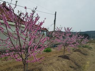 정주님의 2025 풍년들게 하소서! · 참여글 작성글 사진