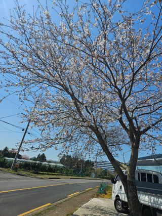 제주 지안이네농장님의 자유주제 · 자유게시판 작성글 사진