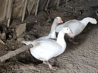 김제일주농장님의 자유주제 · 자유게시판 작성글 사진