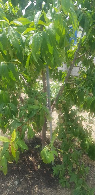 정주님의 2025 풍년들게 하소서! · 참여글 작성글 사진