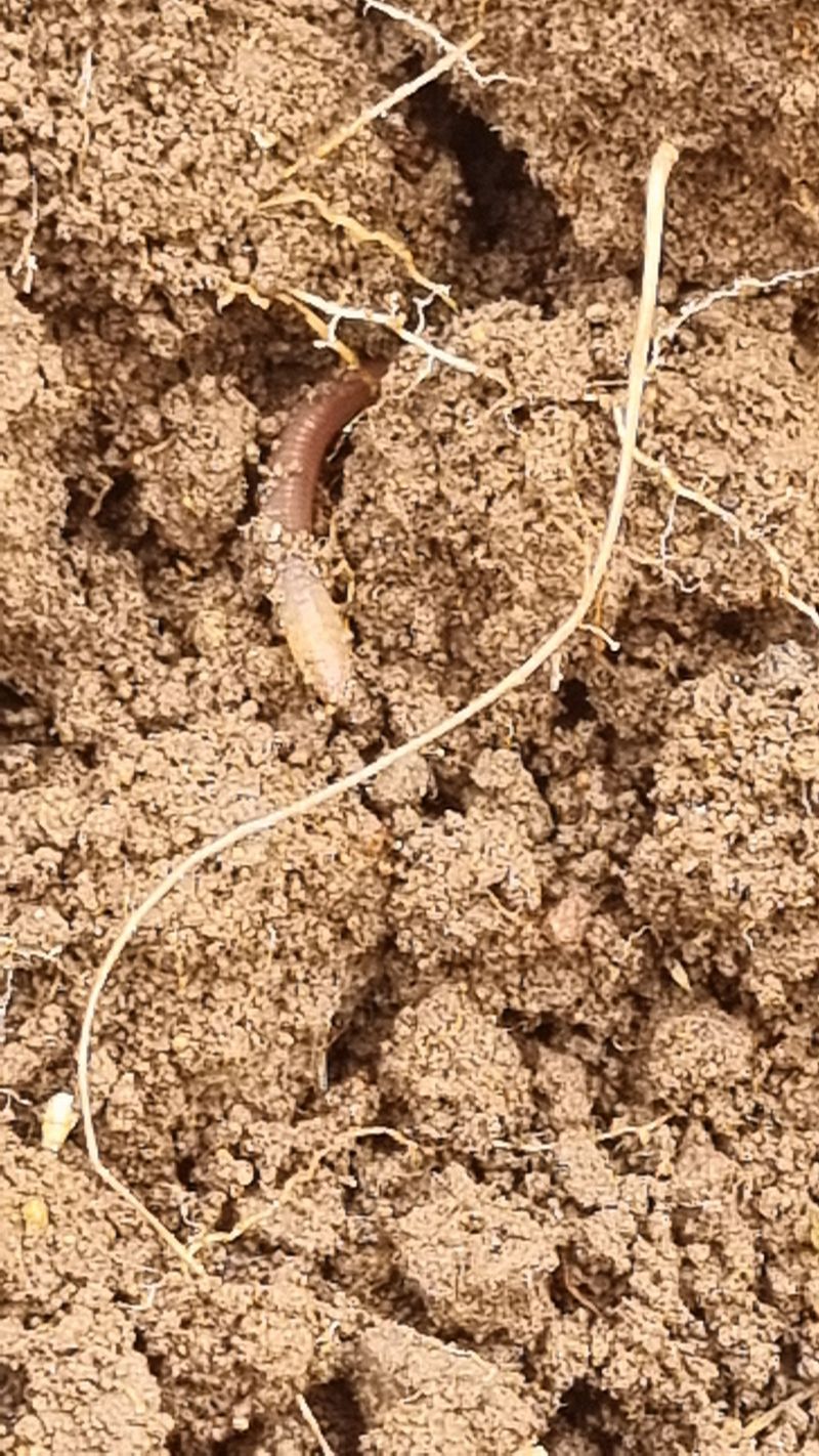 윤정진님의 장터 판매 상품 [아피오스(인디언감자) 2kg] 첨부 사진