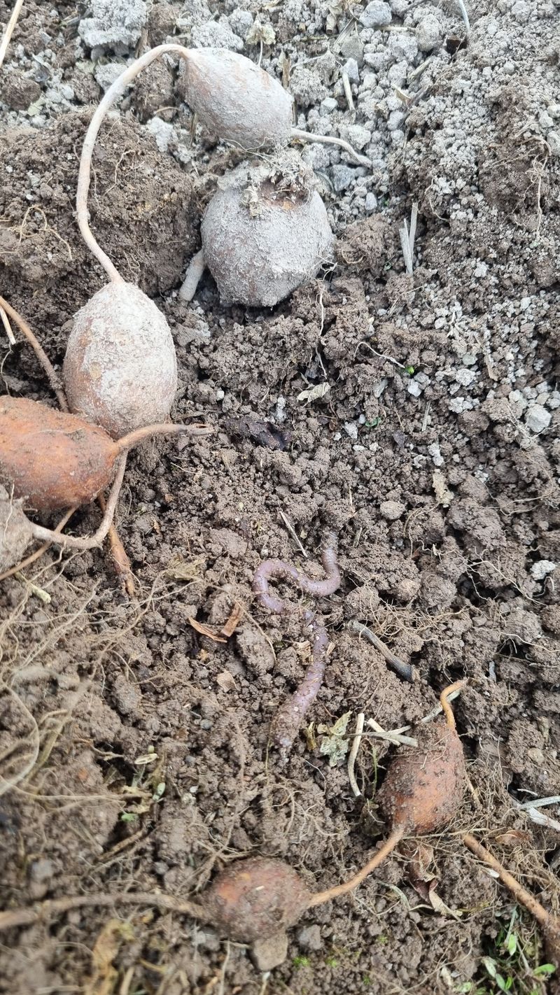 윤정진님의 장터 판매 상품 [아피오스(인디언감자) 2kg] 첨부 사진