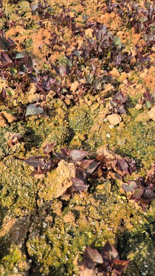 김동수님의 고구마 · 자유게시판 작성글 사진