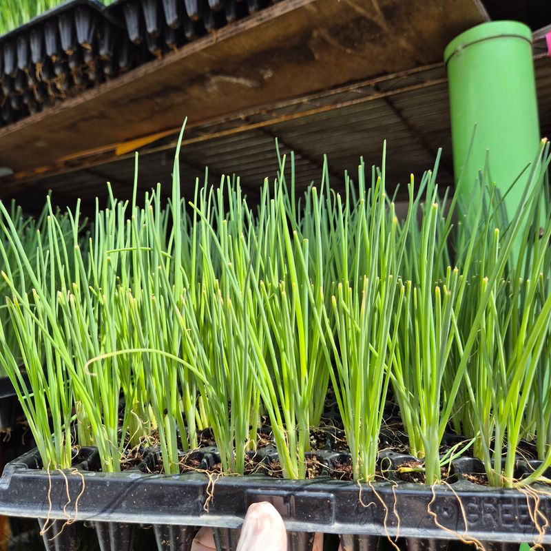 돼지파쪽파님의 장터 판매 상품 [대파모종 1판 162구 ] 첨부 사진