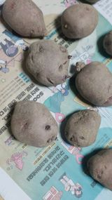 팜모닝 감자·자유게시판 게시글 이미지