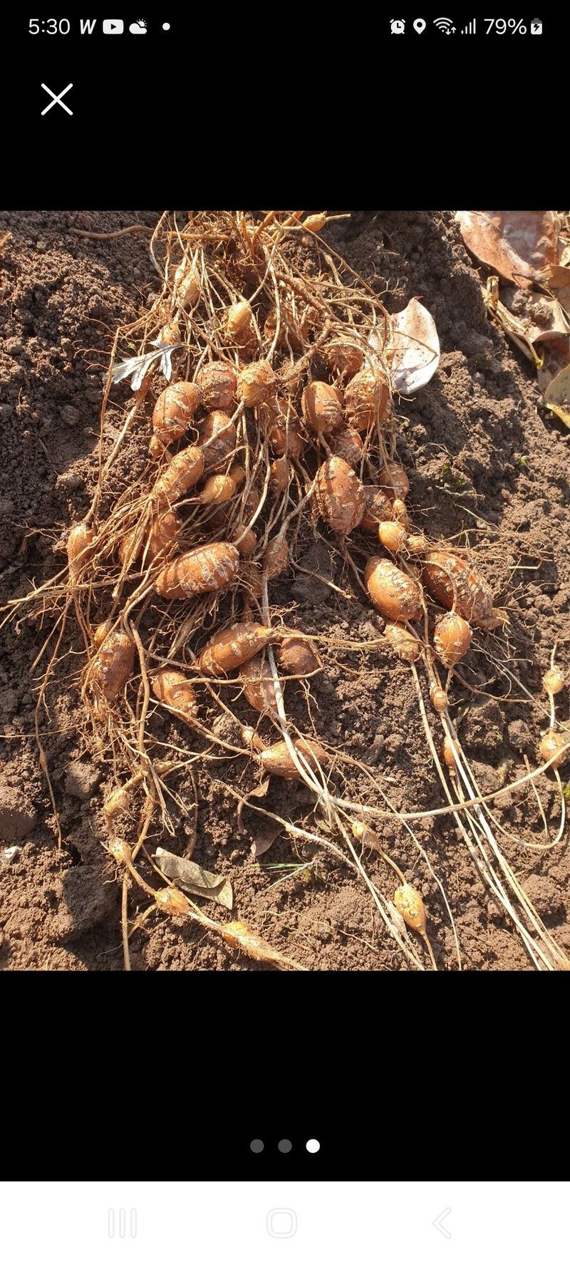 윤정진님의 장터 판매 상품 [아피오스(인디언감자) 2kg] 첨부 사진