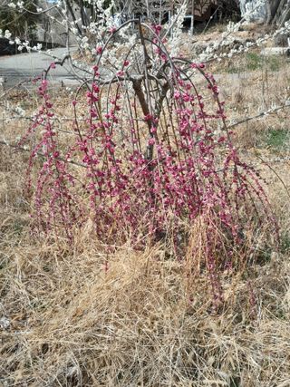 김민수산에서농사중님의 자유주제 · 자유게시판 작성글 사진