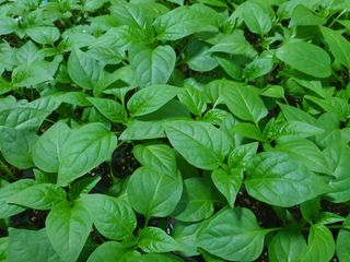 블루베리14534님의 자유주제 · 자유게시판 작성글 사진