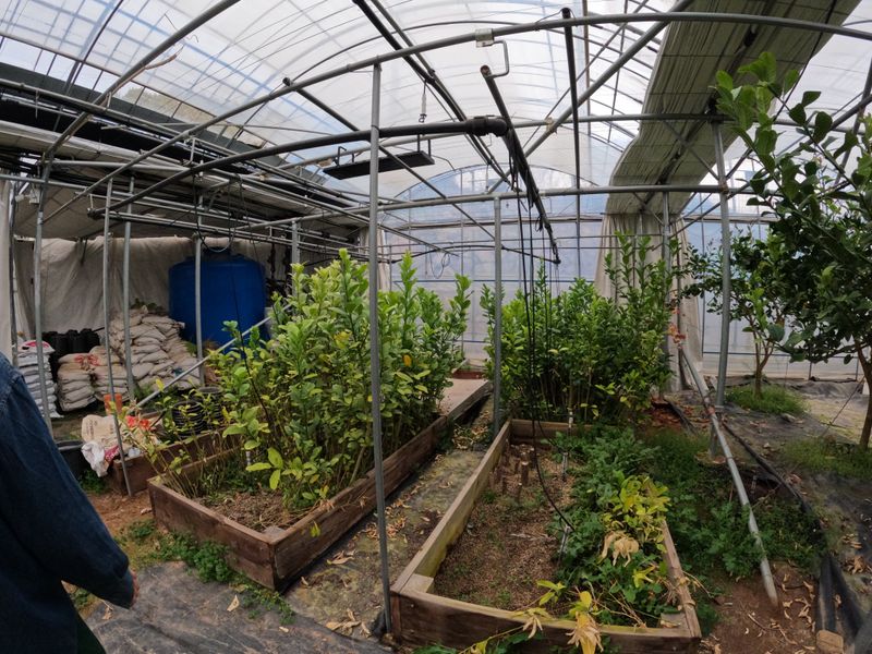 정미리님의 장터 판매 상품 [불수감 앰플] 첨부 사진