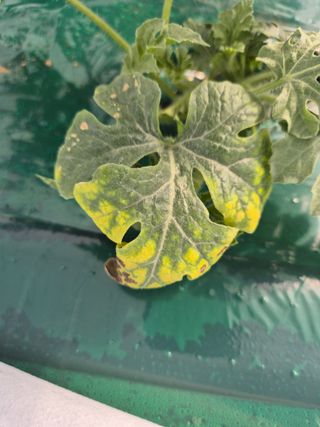 수한산팜님의 농사, 무엇이든 물어보세요! · 참여글 작성글 사진