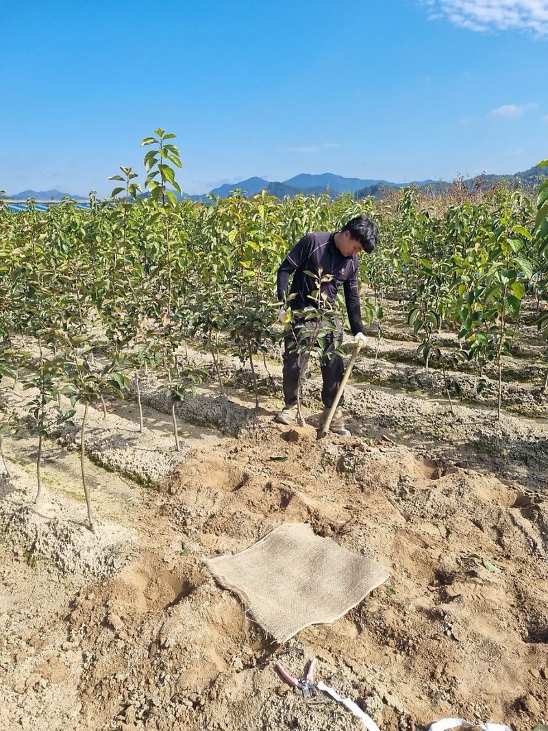일심묘목농원님의 장터 판매 상품 [감나무 둥시 3년생 결실주 분묘] 첨부 사진
