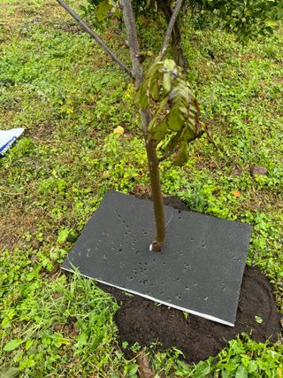 장기범님의 2025 풍년들게 하소서! · 참여글 작성글 사진