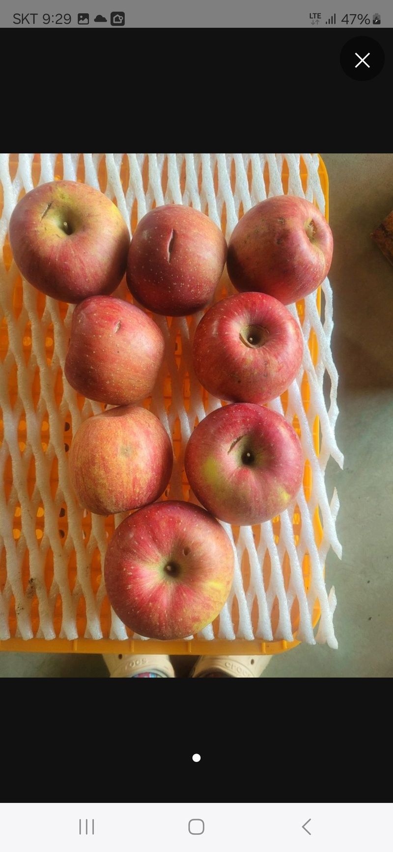 사과청일농원🍎님의 장터 판매 상품 [(품절임박)흠집사과10kg 60000청송햇부사] 첨부 사진