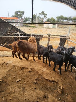 김석현님의 자유주제 · 자유게시판 작성글 사진