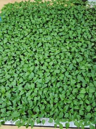 보은 김영순님의 자유주제 · 자유게시판 작성글 사진