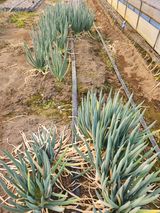 팜모닝 자유주제·자유게시판 게시글 이미지