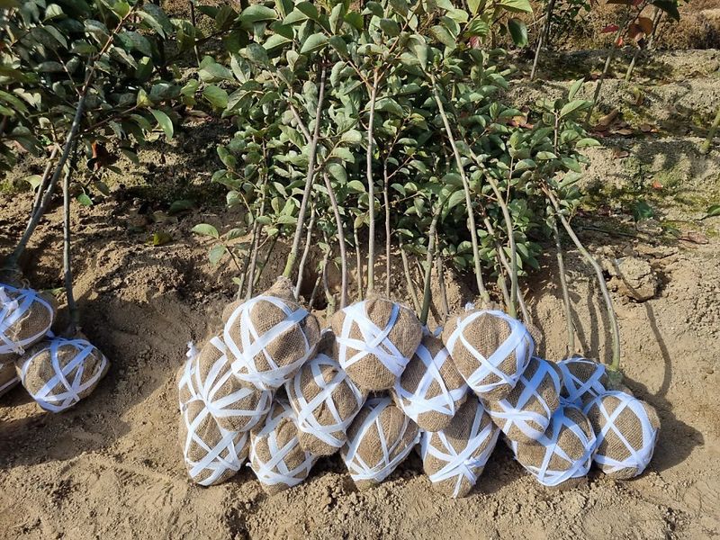 일심묘목농원님의 장터 판매 상품 [감나무 둥시 3년생 결실주 분묘] 첨부 사진