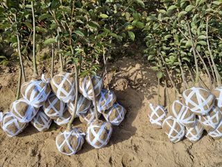 일심묘목농원님의 자유주제 · 자유게시판 작성글 사진