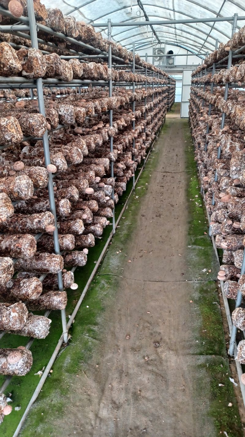 장터 상품 [표고버섯 1kg] 썸네일