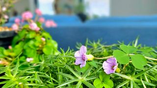 서산이은숙님의 작성글 사진