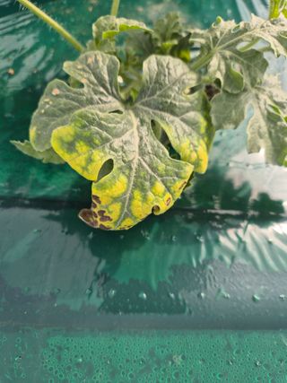 수한산팜님의 농사, 무엇이든 물어보세요! · 참여글 작성글 사진