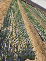 팜모닝 자유주제·자유게시판 게시글 이미지