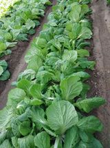 팜모닝 산불 피해 괜찮으신가요?·참여글 게시글 이미지