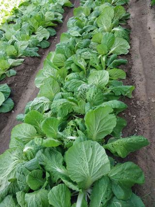 고구마17079님의 산불 피해 괜찮으신가요? · 참여글 작성글 사진