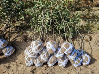 일심묘목농원님의 자유주제 · 자유게시판 작성글 사진