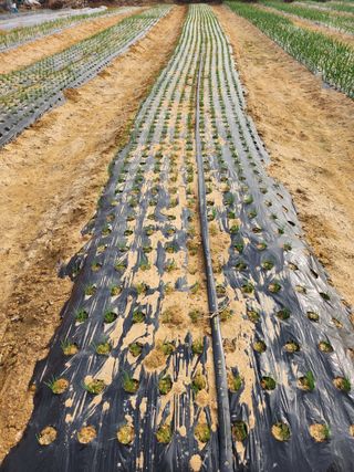 갑돌이님의 자유주제 · 자유게시판 작성글 사진