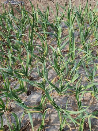 전상완님의 농사, 무엇이든 물어보세요! · 참여글 작성글 사진