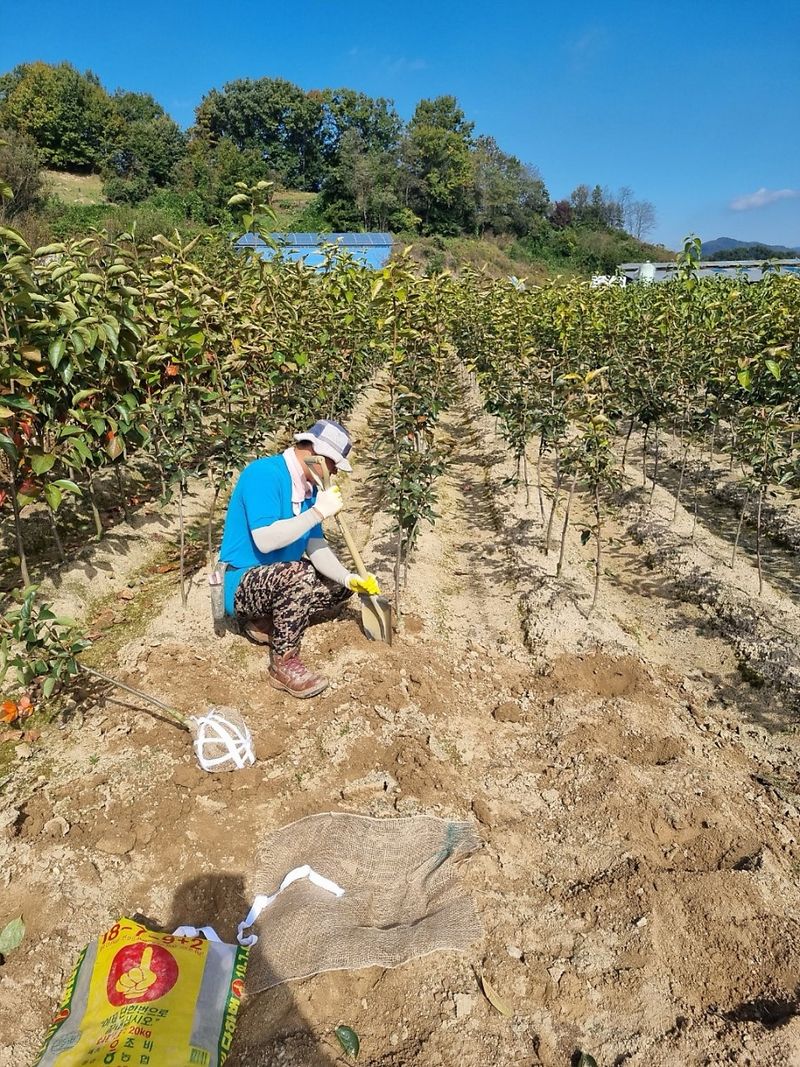 일심묘목농원님의 장터 판매 상품 [감나무 둥시 3년생 결실주 분묘] 첨부 사진