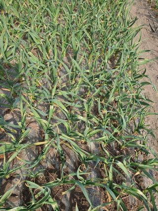 전상완님의 농사, 무엇이든 물어보세요! · 참여글 작성글 사진