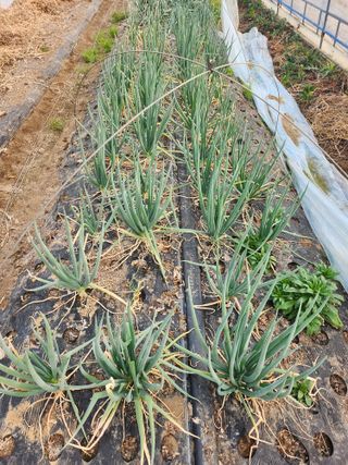 갑돌이님의 자유주제 · 자유게시판 작성글 사진