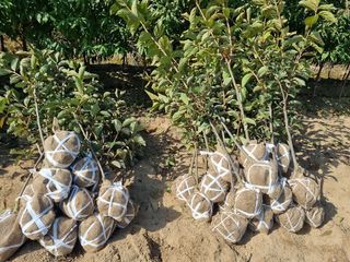 일심묘목농원님의 자유주제 · 자유게시판 작성글 사진