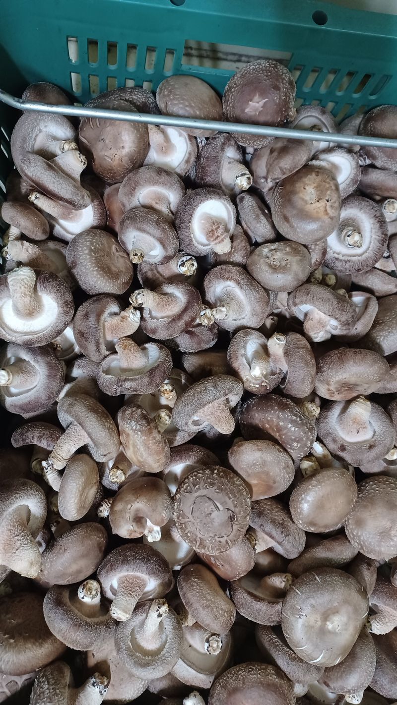 표고버섯농장님의 장터 판매 상품 [표고버섯 1kg] 첨부 사진