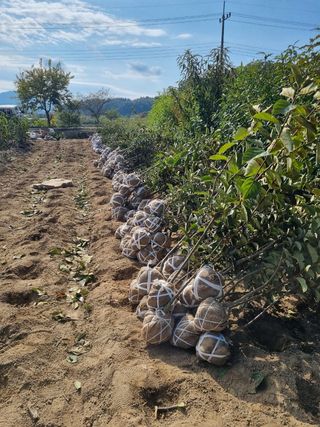 일심묘목농원님의 자유주제 · 자유게시판 작성글 사진