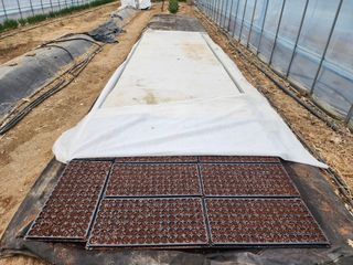 아침못자연농원님의 2025 풍년들게 하소서! · 참여글 작성글 사진