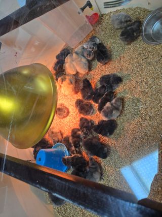 팜모닝회원 바이크농원님의 자유주제 · 자유게시판 작성글 사진