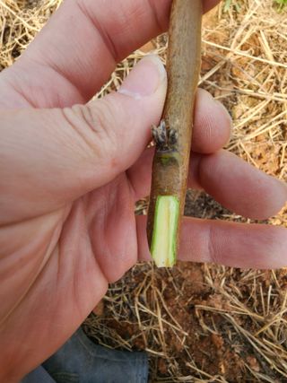 김영준님의 2025 풍년들게 하소서! · 참여글 작성글 사진