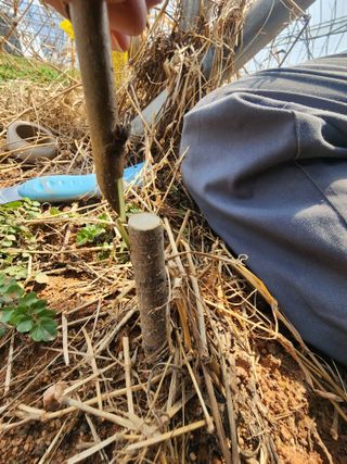 김영준님의 2025 풍년들게 하소서! · 참여글 작성글 사진