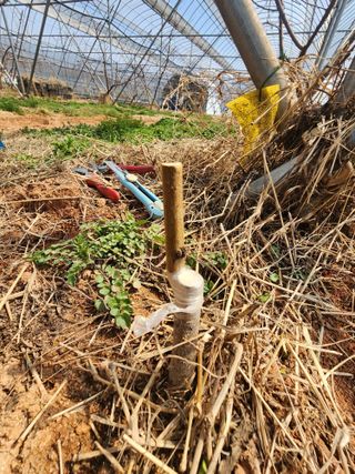 김영준님의 2025 풍년들게 하소서! · 참여글 작성글 사진