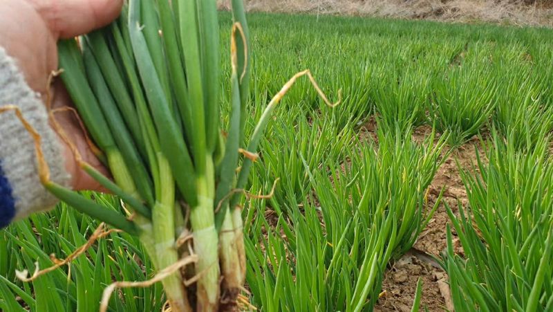 농부아내님의 장터 판매 상품 [월동한 노지 토종쪽파 2kg] 첨부 사진