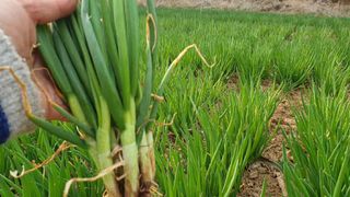 농부아내님의 작성글 사진