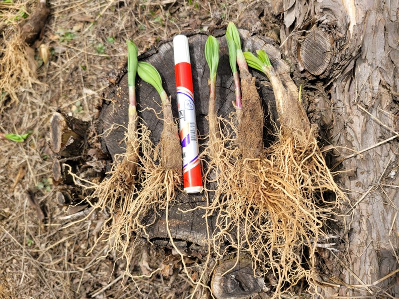 이은정님의 장터 판매 상품 [명이나물 산마늘 명이모종 종근(울릉도종)] 첨부 사진